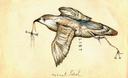 Extinct Petrel